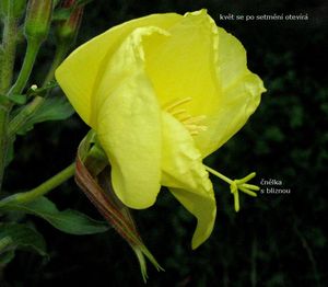 Pupalka rudokališní (Oenothera glazioviana)