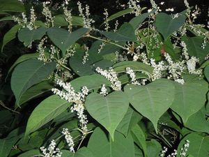 Křídlatka japonská (Fallopia japonica)