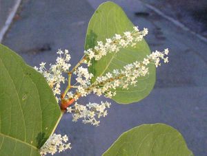 Křídlatka japonská (Fallopia japonica)