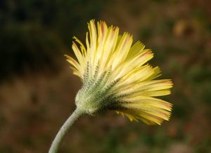 Jestřábník chlupáček (Hieracium pilosella)