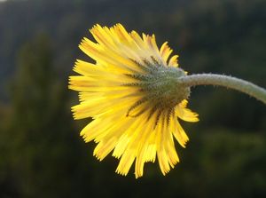 Jestřábník chlupáček (Hieracium pilosella)