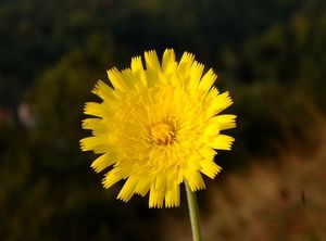 Jestřábník chlupáček (Hieracium pilosella)