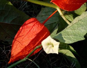 Mochyně židovská třešeň (Physalis alkekengi L.)