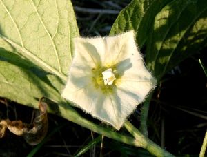 Mochyně židovská třešeň (Physalis alkekengi L.)