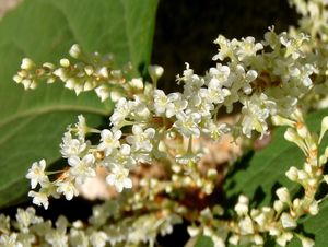 Křídlatka japonská (Fallopia japonica)