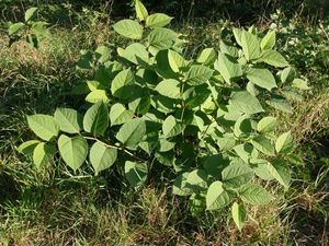 Křídlatka japonská (Fallopia japonica)