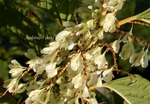 Křídlatka japonská (Fallopia japonica)