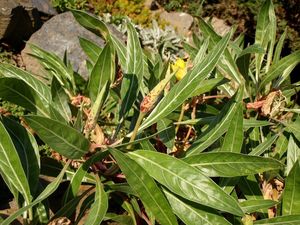 Pupalka žlutá (Oenothera missouriensis)