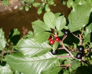 Krušina olšová (Frangula alnus)