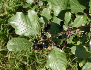 Krušina olšová (Frangula alnus)