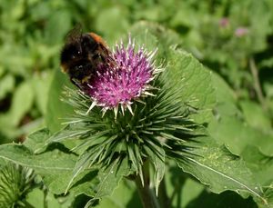 Lopuch  (Arctium )