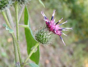 Lopuch  (Arctium )