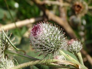 Lopuch  (Arctium )