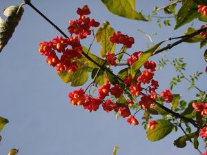 Brslen evropský (Euonymus europea)