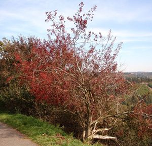 Brslen evropský (Euonymus europea)