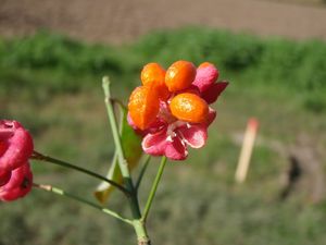 Brslen evropský (Euonymus europea)