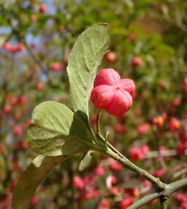 Brslen evropský (Euonymus europea)