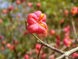 Brslen evropský (Euonymus europea)