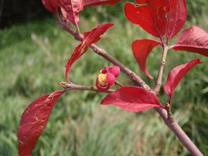 Brslen evropský (Euonymus europea)