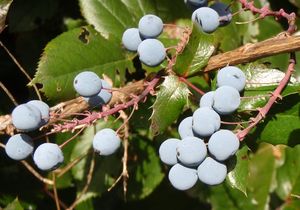 Mahónie cesmínolistá (Mahonia aguifolium)