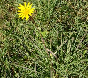 Kozí brada východní (Tragopogon orientalis)