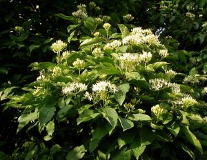 Svída krvavá (Cornus sanguinea)