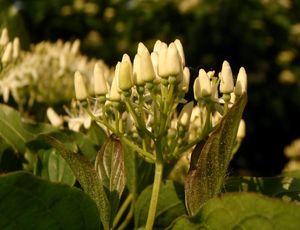 Svída krvavá (Cornus sanguinea)