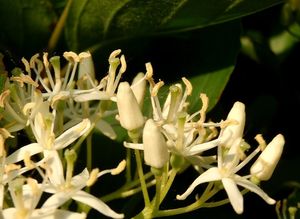 Svída krvavá (Cornus sanguinea)