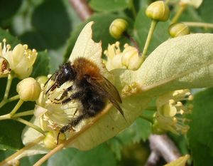 Lípa srdčitá (Tilia cordata)