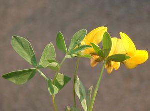 Štírovník růžkatý (Lotus corniculatus)