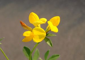 Štírovník růžkatý (Lotus corniculatus)