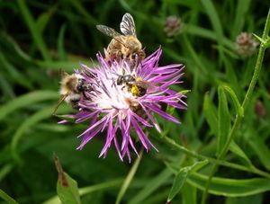 Chrpa luční (Centaurea jacea)