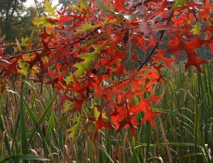 Dub bahenní a příbuzné druhy (Quercus palustris, Q. coccinea, Q.sp.)