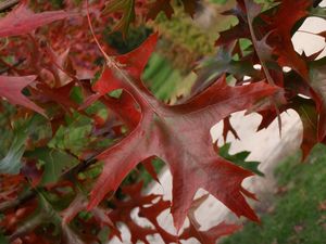 Dub bahenní a příbuzné druhy (Quercus palustris, Q. coccinea, Q.sp.)