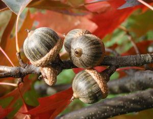 Dub bahenní a příbuzné druhy (Quercus palustris, Q. coccinea, Q.sp.)