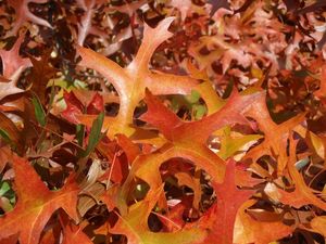 Dub bahenní a příbuzné druhy (Quercus palustris, Q. coccinea, Q.sp.)