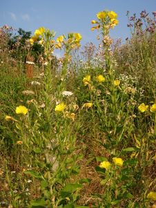 Pupalka  (Oenothera  sp.)