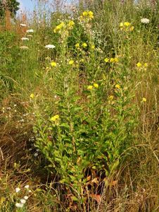 Pupalka  (Oenothera  sp.)