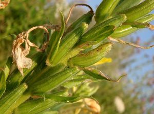 Pupalka  (Oenothera  sp.)