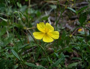 Devaterník velkokvětý tmavý (Helianthemum grandiflorum subs. obscurum)