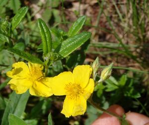 Devaterník velkokvětý tmavý (Helianthemum grandiflorum subs. obscurum)