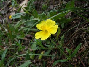 Devaterník velkokvětý tmavý (Helianthemum grandiflorum subs. obscurum)