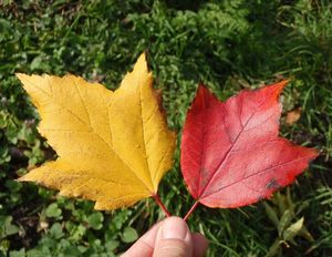 Javor červený (Acer rubrum)