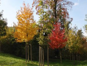 Javor červený (Acer rubrum)