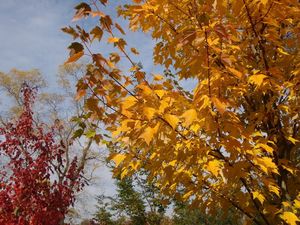 Javor červený (Acer rubrum)