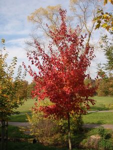 Javor červený (Acer rubrum)