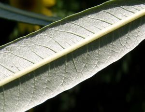 Vrba košařská a pod. (Salix viminalis x S.sp.)