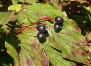 Svída krvavá (Cornus sanguinea)