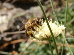 Hlaváč bledožlutý (Scabiosa ochroleuca L.)