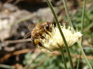 Hlaváč bledožlutý (Scabiosa ochroleuca L.)